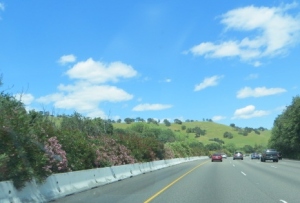 Oleanders along the road