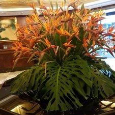 In the lobby...a HUGE bird of paradise plant!
