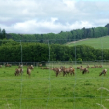 One of the deer farms, or should I say....venison?