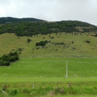 Hillside with sheep