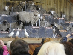 The sheepdog with the geese
