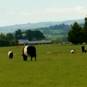 Galloway cattle...looks like they wear a white belt!