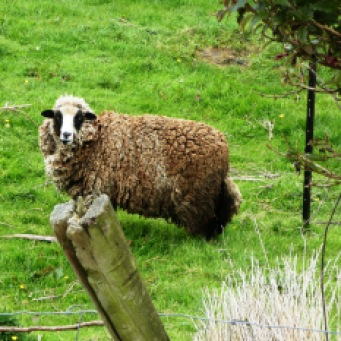 2nd sheep Dore's friend