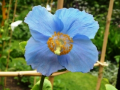 Happy blue flower!